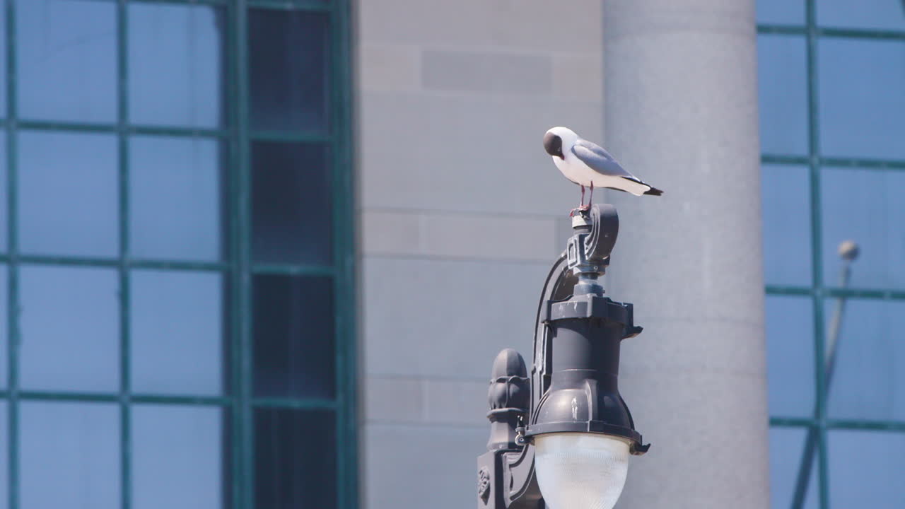 Seagull Perched on Top of Streetlight - Atlantic City, NJ