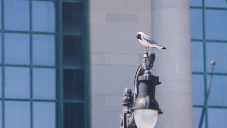 seagull perched on top of streetlight - atlantic city, nj