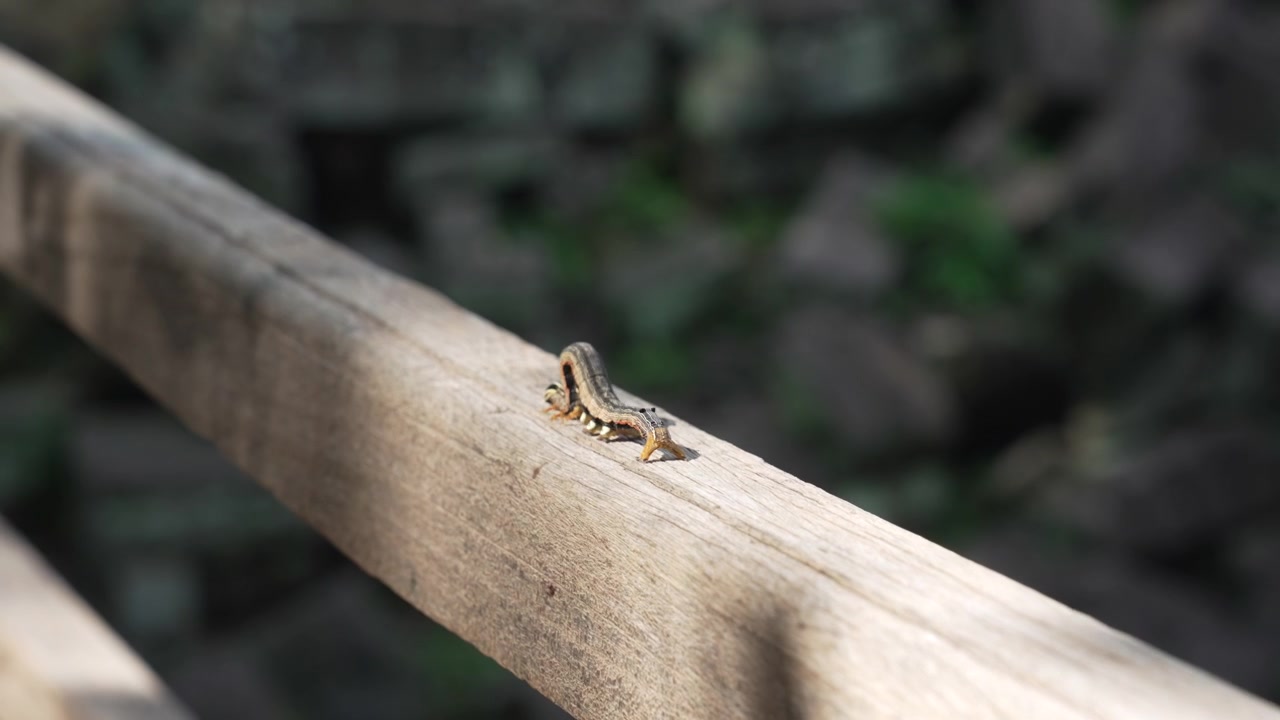Liten randig ödla vilar på ett träräcke i Ta Prohm, Kambodja