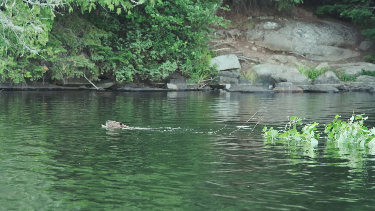 North American Beaver Swims With Small Tree Through The Water Towards Its Dam