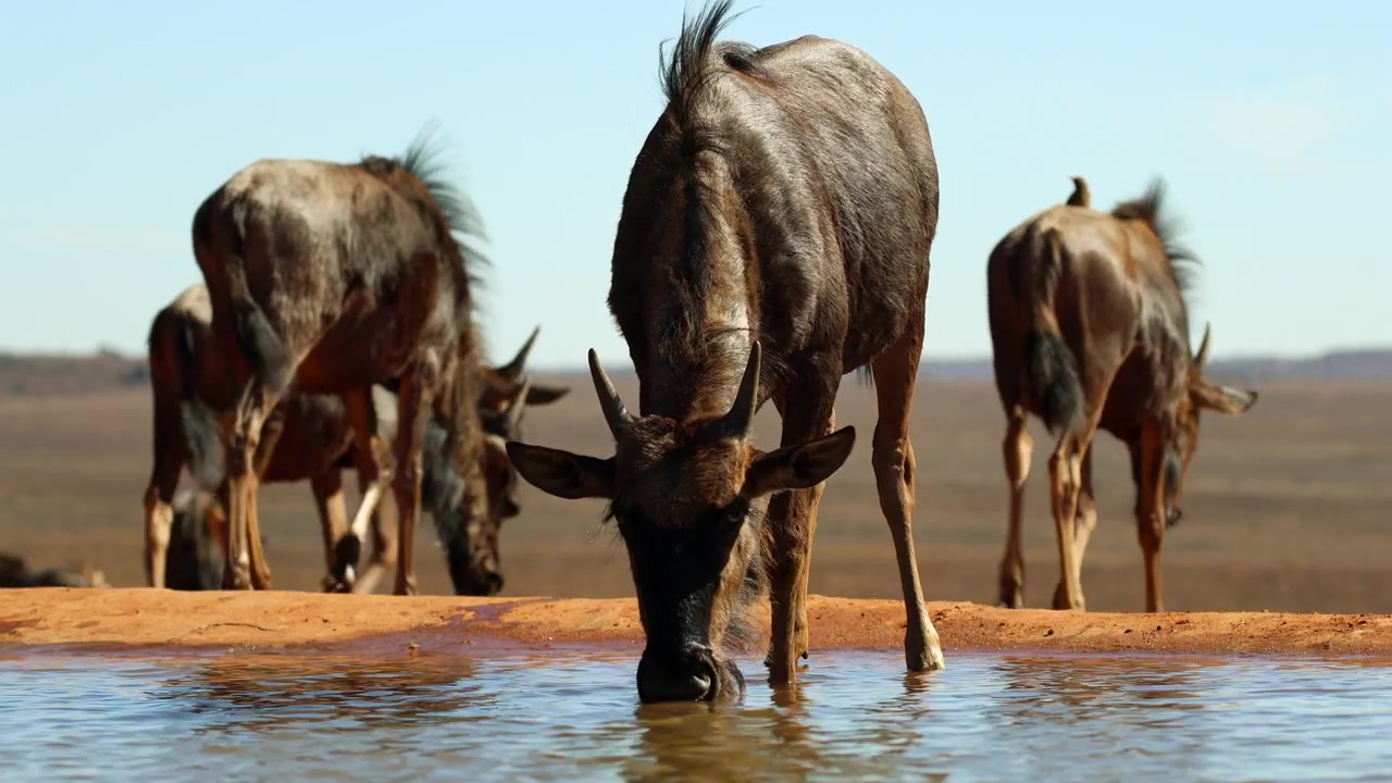 Thirsty young wildebeest drink water from natural waterhole on game reserve, POV