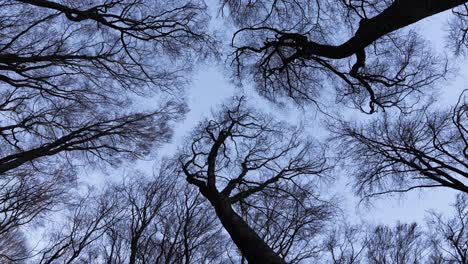 steady upwards camera shot of tree tops