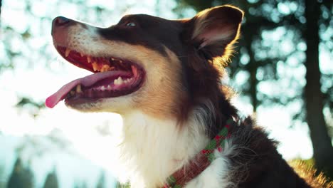 happy australian shepherd dog , tongue out looking into camera with beautiful sunlight