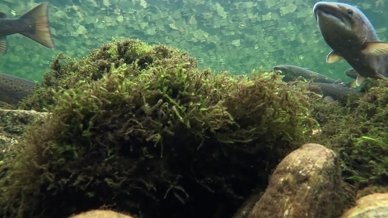 Salmone selvatico e trote di mare si muovono attraverso un fiume limpido in Norvegia, sopra pietre e muschio