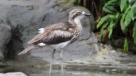 bird preening and moving in a lush environment