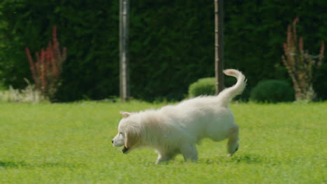 fluffy golden retriever puppy runs on the green lawn behind the owner's feet