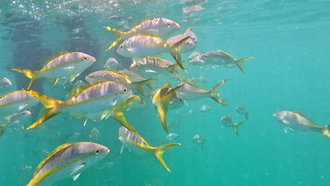 el pargo de cola amarilla va a la escuela bajo el barco en el arrecife de looe key