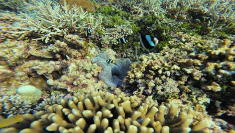 a school of black and white clark's anemonefish (clownfish) swims among the sea anemone. the close-up static shot focuses on the small fish and the surrounding coral, showcasing the vibrant coral reef
