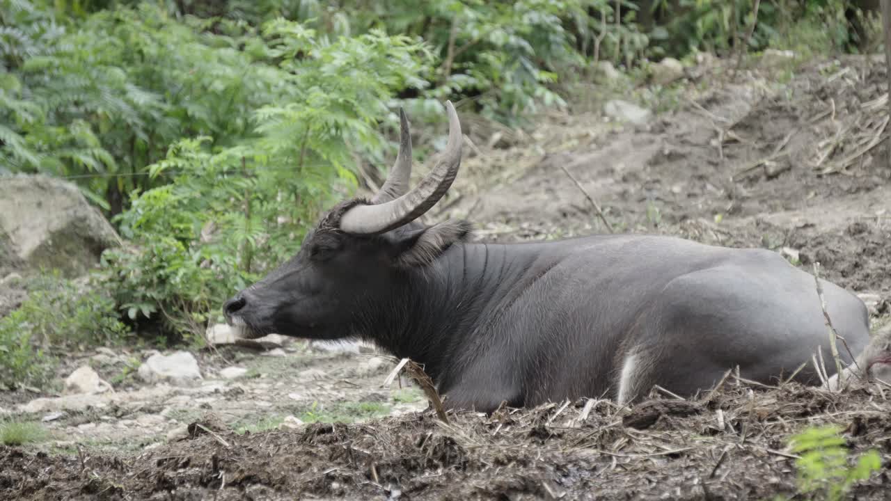 una vista lateral de un búfalo de agua asiático domesticado relajado acostado en un terraplén de una granja rural con la cabeza en el aire y las orejas moviéndose