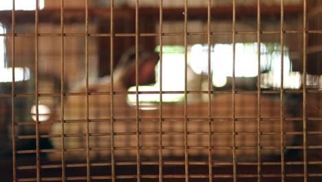 bunny inside cage in 4k. domesticated rabbit inside organic farm. animal behind bars