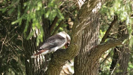 Laughing-Kookaburra