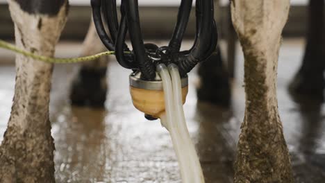 milking device with raw white milk liquid passing through pipes, close up