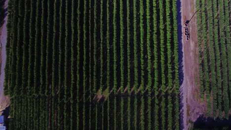 Aerial-shot-starting-on-rows-of-corn-then-panning-up-to-reveal-a-landscape-of-farmers-fields,-farm-houses,-and-the-rocky-mountains-in-the-background