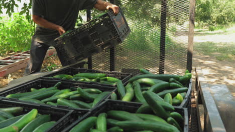 close up of boy placing box full of freshly harvested cucumbers on truck´s trailer