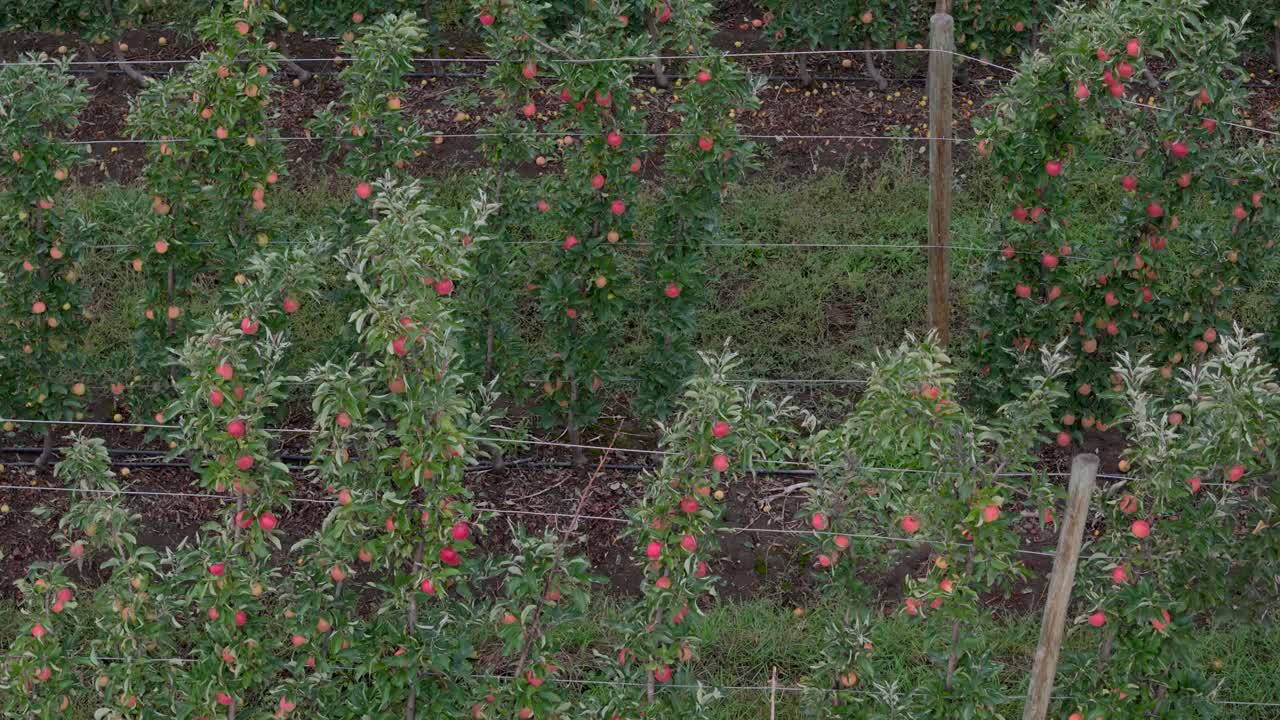 Bird's-Eye Bounty Over British Columbia Okanagan: A Drone's View of Lush Apple Tree Orchards