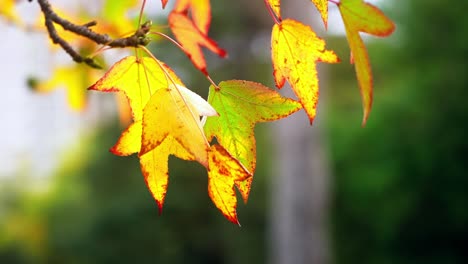 disparo estático de algunas hojas de otoño balanceándose en la brisa