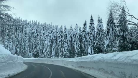 Bosque-De-Abetos-Cubierto-De-Fuertes-Nevadas