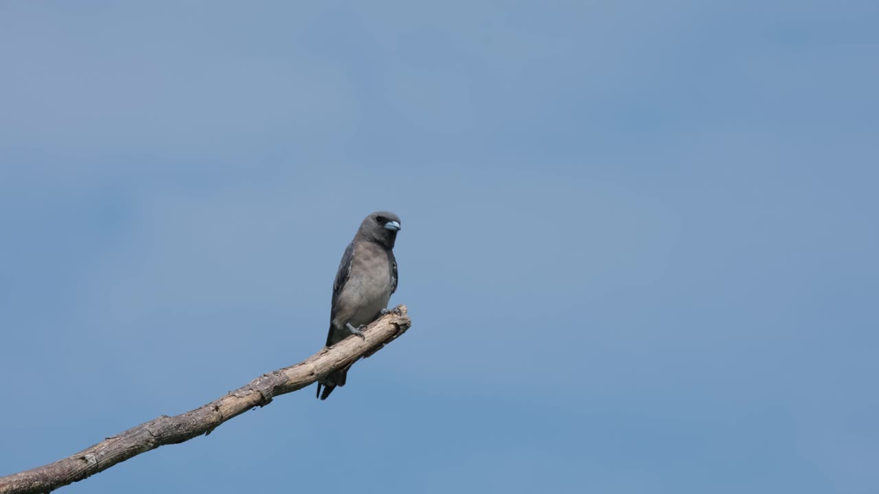 Un Artamo cenerino (Artamus Fuscus) è posato su un rametto spoglio, rimbalza su e giù e infine è volato via verso il lato sinistro dell'inquadratura