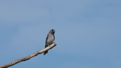 an ashy woodswallow artamus fuscus is perched up on a bare twig, bouncing up and down and finally flew out to the left side of the frame