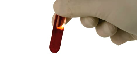 gloved hand shaking test tube of blood on white background