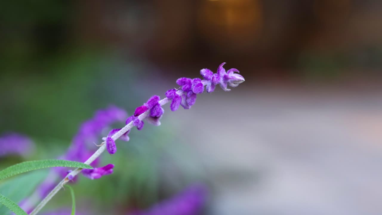 primer plano de flores púrpuras con un fondo borroso