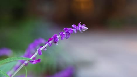 close-up of purple flowers with blurred background