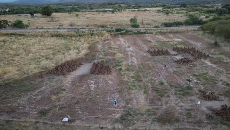 trabajadores mexicanos en el campo de semillas de sésamo trabajando