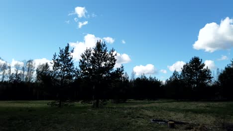 Timelapse-of-two-pine-trees---camera-paving-up-showing-cloud-movements