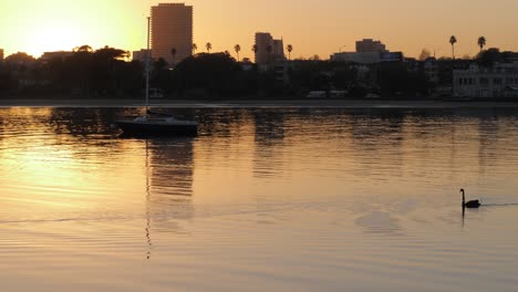 Cisne-Nadando-En-El-Agua-Amanecer-Muelle-De-St-Kilda-Pájaros-Marinos-Nadando-Amanecer-Cerca-Del-Muelle-Puerto-De-Amanecer