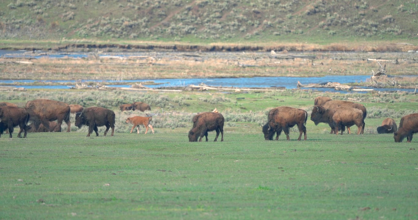Una mandria di bisonti di Yellowstone può essere vista pascolare e camminare in un'area, ripresa in primavera.