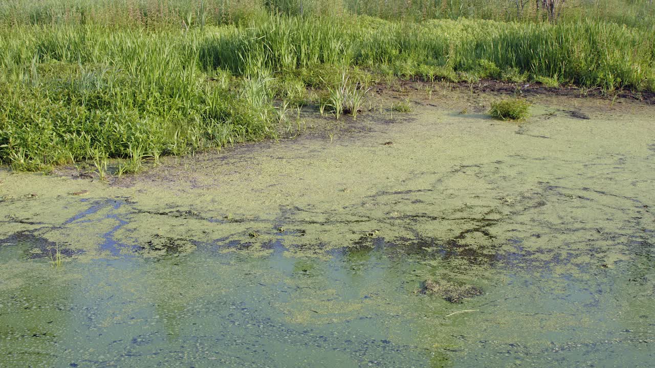 Pan across wetland pond shoreline choked with thick green algae bloom