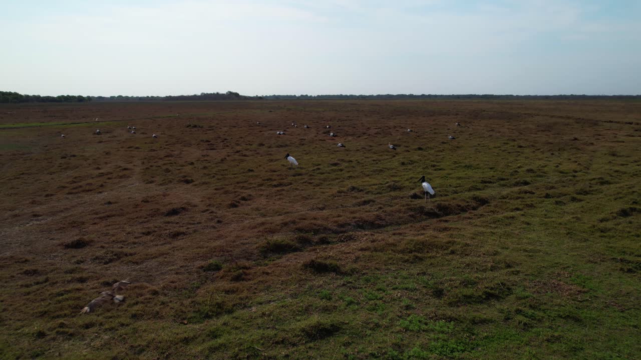 Aerial view of mixed birds in open vast nature of Los Llanos, Venezuela