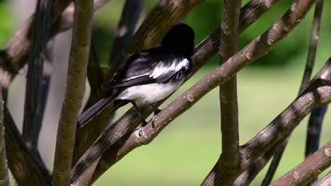 The-Oriental-magpie-robin-is-a-very-common-passerine-bird-in-Thailand-in-which-it-can-be-seen-anywhere