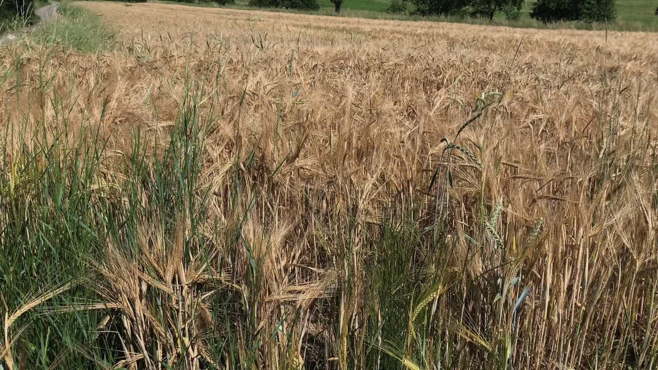 campo de maíz con viento y sol en verano
