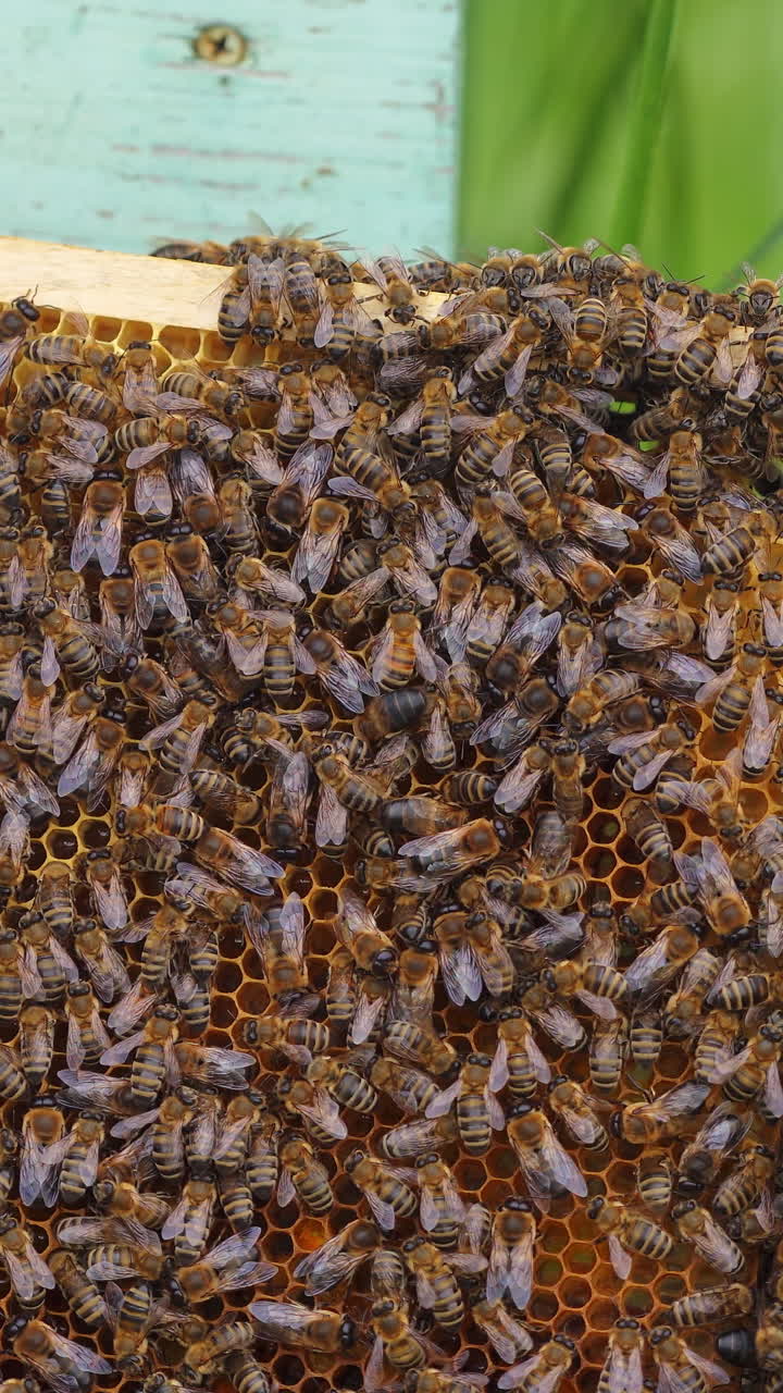 Bee family working on a wooden frame. Honey bees crawl on frame with honeycombs. Beekeeping process. Close-up. Vertical video