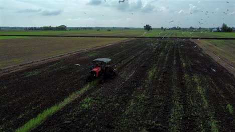 Traktor-Arbeitet-In-Einem-Grünen-Reisfeld-Mit-Weißen-Vögeln,-Die-Umherfliegen.-Luftaufnahme