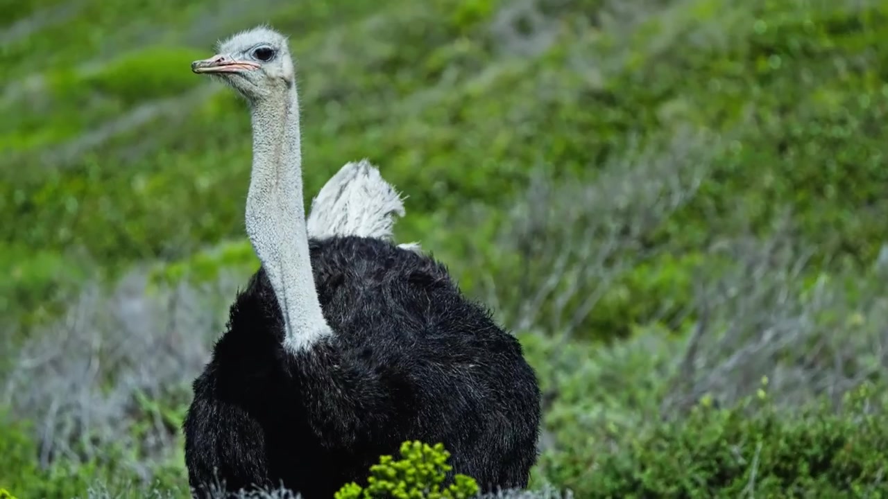 Primo piano 4k 50fps, struzzo selvatico tra il fynbos costiero nel Capo di Buona Speranza del Parco Nazionale di Table Mountain in Sudafrica.