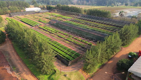 aerial view of large greenhouse surrounded by greenery.