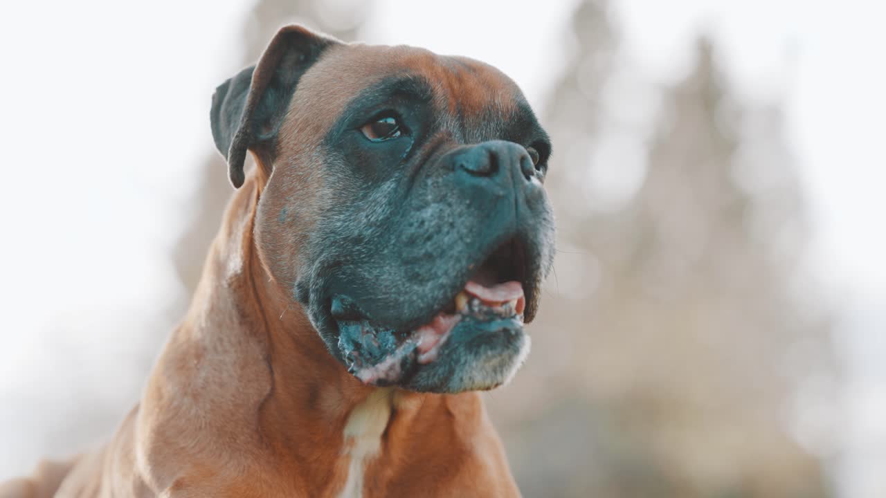 Boxer dog barking and looking around in nature