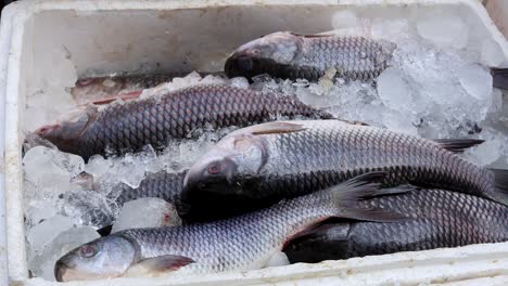 fresh fish kept at snow box at retail shop for sale at day from different angle