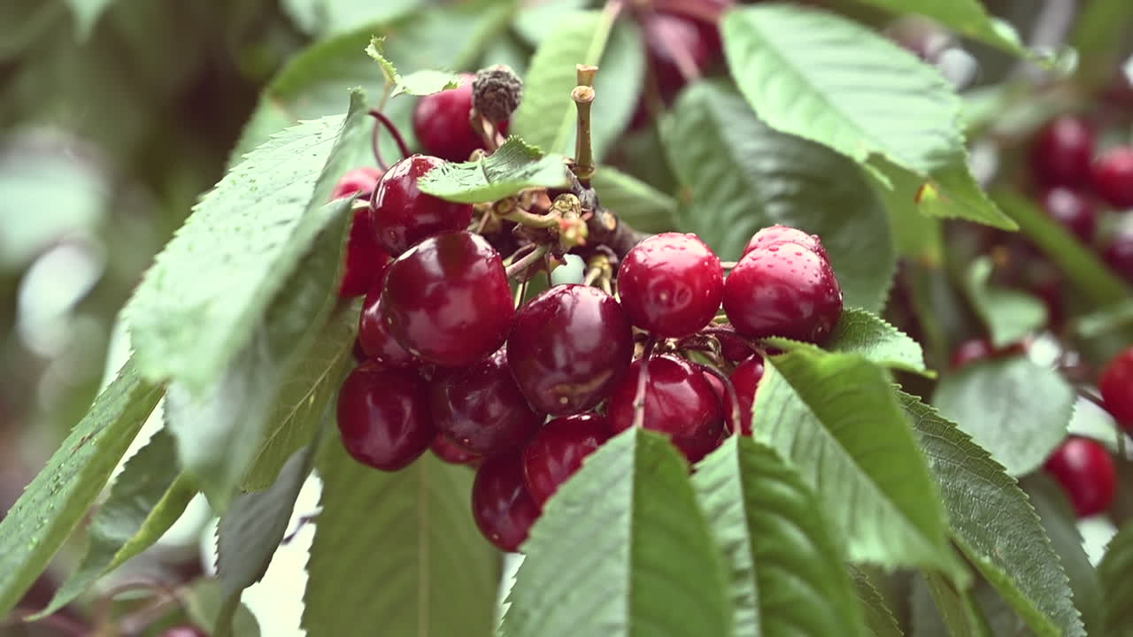 Close up of a bunch of ripe red cherries hanging from a tree branch