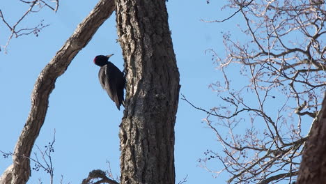 El-Pájaro-Carpintero-Negro-Busca-Un-Hogar-Adecuado-En-Un-árbol-Caducifolio-Maduro