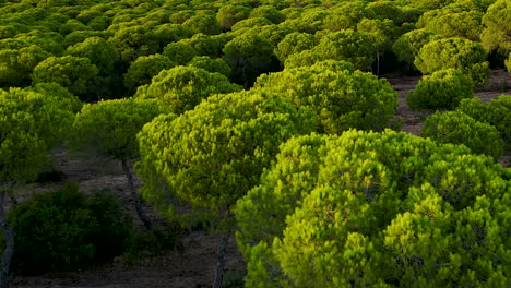 Sobrevuelo-Aéreo-Hermosa-Plantación-De-Pino-Verde-Que-Brilla-Por-La-Luz-Del-Sol-En-La-Noche---España,-El-Rompido