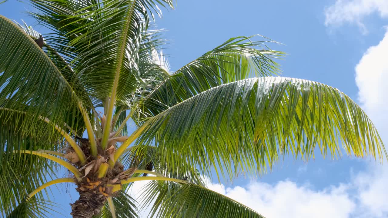 palmera bajo un cielo azul