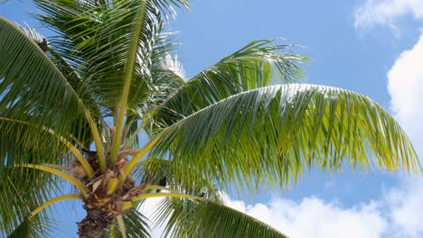 Palm Tree Under a Blue Sky