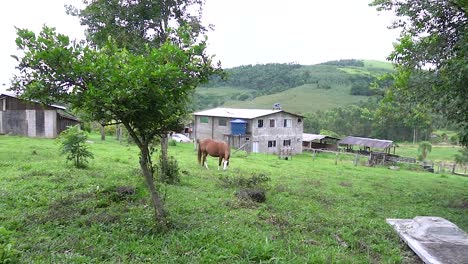 una casa de campo y un caballo durante el verano brasileño