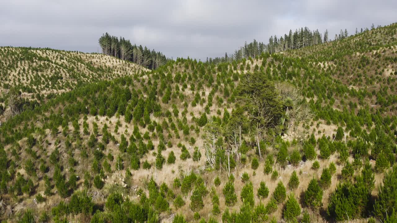 Reforestation of pine trees on hill, aerial