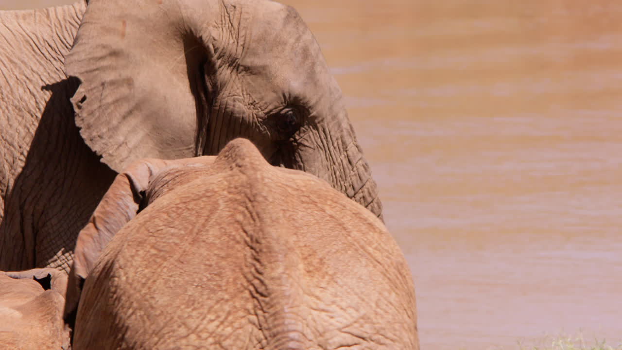 Herd of African Bush Elephant walking along a waterhole