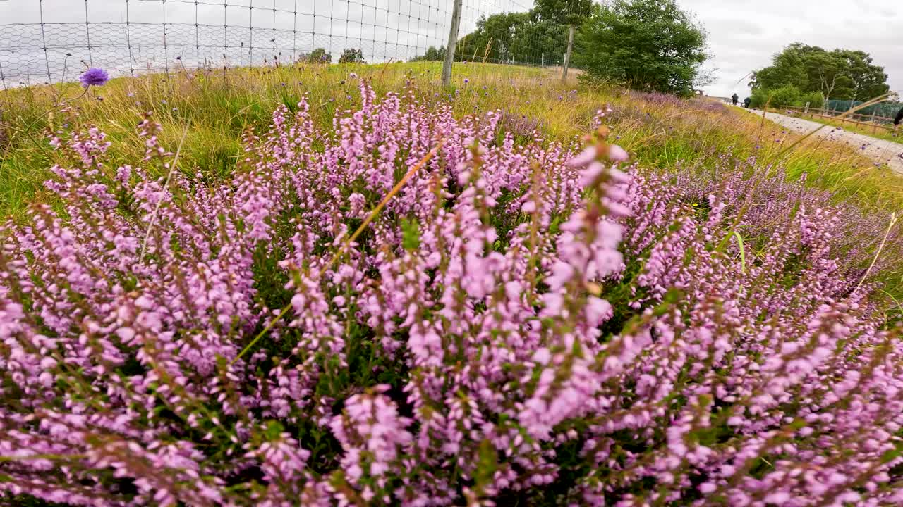 Low-angle camera glides forward through purple heather flowers in grassy Highland meadow, overcast daylight