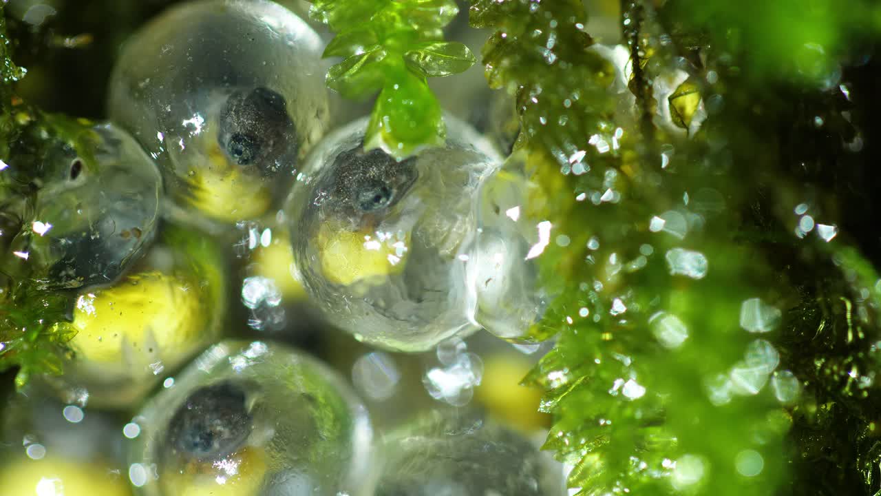 bright alive Eggs of Bombay Bush Frog hidden under Moss to keep them moist during development stage water, tadpoles seen moving inside the transparent eggs , Western Ghats of Amboli in India,